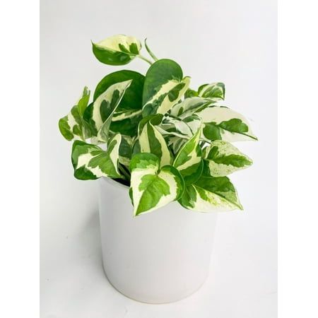 Epipremnum 'Pearls and Jade' Pothos Hybrid Live Mature Full Houseplant in Nursery Pot, Easy Low Maintenance Plant by JitoHouse (Bumble Plants)