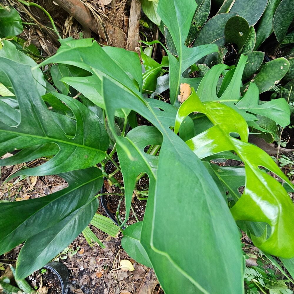 Epipremnum Pinnatum A k a Dragon Tail Plant Walmart epipremnum-pinnatum-a-k-a-dragon-tail-plant-walmart
