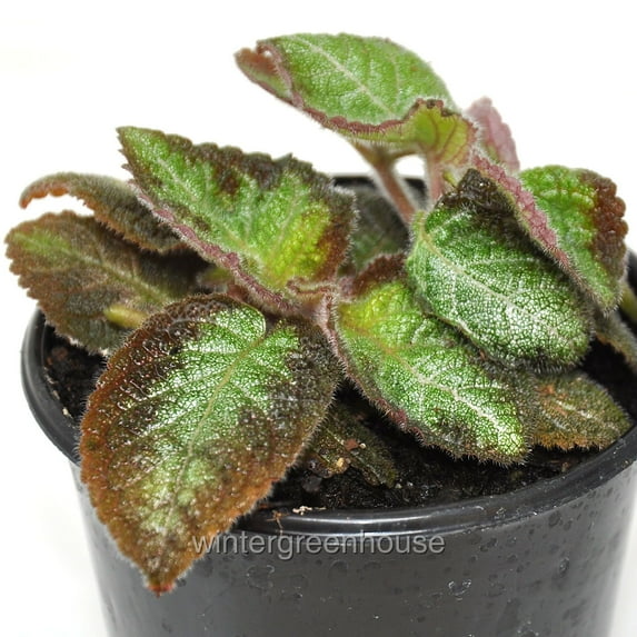 Episcia, Pink Panther, Flame Violet, Violet - Pot Size: 3.5in - House Plants