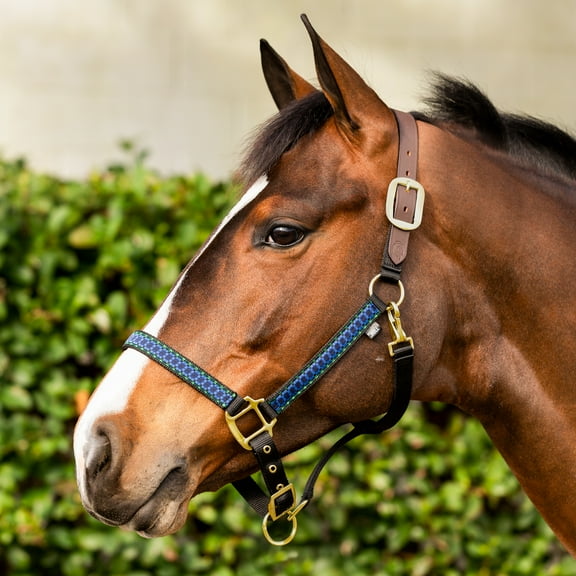 Equinavia Pegasus Adustable Breakaway Horse Halter