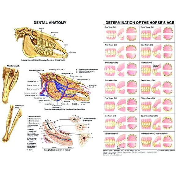 Equine Dental Anatomy Chart Horse 26" x 20" Laminated Anatomically Accurate Educational Display Office Wall Art$$Other