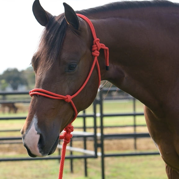 Equissential Rope Halter with 8ft Attach