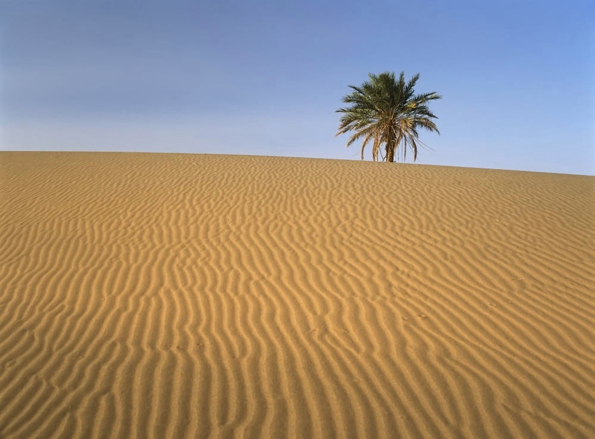 Erg Chebbi Merzouga Morocco Canvas Art - Ian Cumming Design Pics (18 x 13)