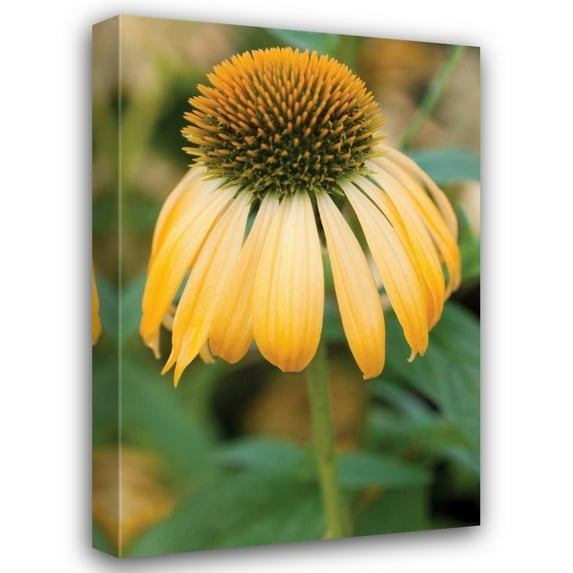 Erin Berzel 17x24 Gallery Wrapped Canvas Wall Art Titled - Echinacea V