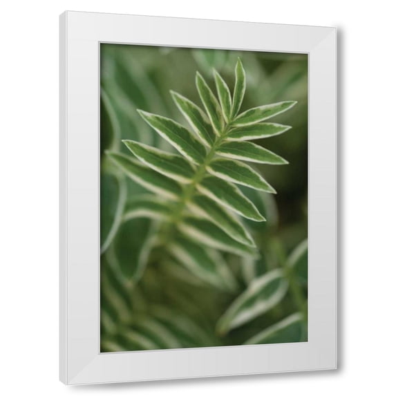 Erin Berzel 23x32 White Modern Wood Framed Wall Art Titled - Compound Leaves II