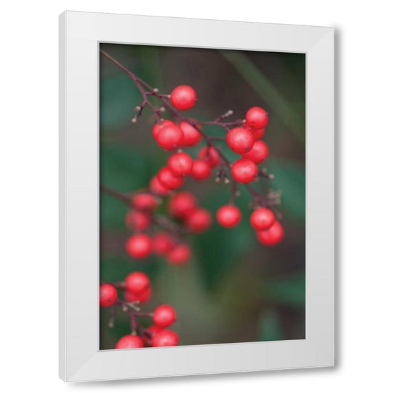 Erin Berzel 23x32 White Modern Wood Framed Wall Art Titled - Red Berries II