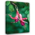 thumbnail image 1 of Erin Berzel 31x44 Gallery Wrapped Canvas Wall Art Titled - Fuchsia Bloom III, 1 of 4