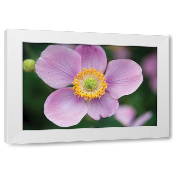 Erin Berzel 32x23 White Modern Wood Framed Wall Art Titled - Anemone I