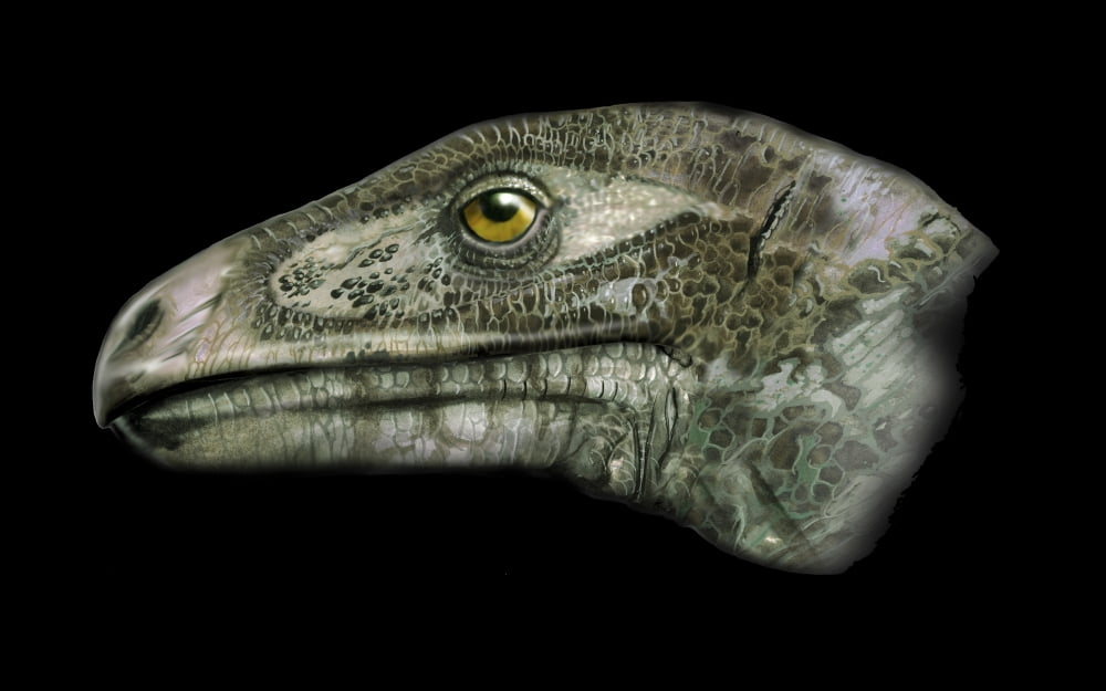 Erlikosaurus portrait Canvas Art - Jan SovakStocktrek Images (35 x 22)