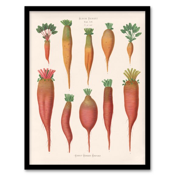 Ernst Benary Mangold Wurzels Field Beet Varieties Framed Wall Art Print A4
