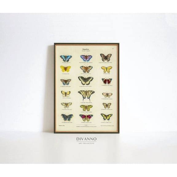 Ernst Frohlich Butterfly Chart Vintage Entomology Poster, Unframed Size 16x24
