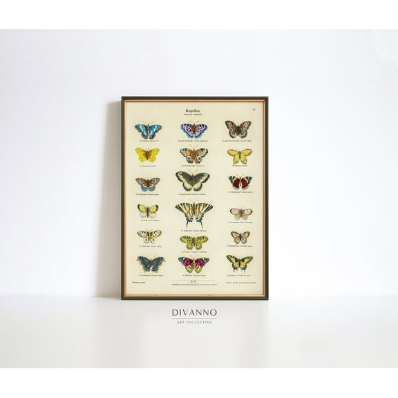 Ernst Frohlich Butterfly Chart Vintage Entomology Poster, Unframed Size 8x12