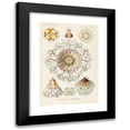 thumbnail image 1 of Ernst Haeckel 17x24 Black Modern Framed Museum Art Print Titled - Peromedusae (1904), 1 of 5