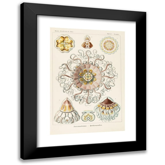 Ernst Haeckel 17x24 Black Modern Framed Museum Art Print Titled - Peromedusae (1904)