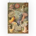 thumbnail image 1 of Ernst Haeckel - Actiniae - Lantern Press Artwork (16x24 Giclee Gallery Print, Wall Decor Travel Poster), 1 of 1