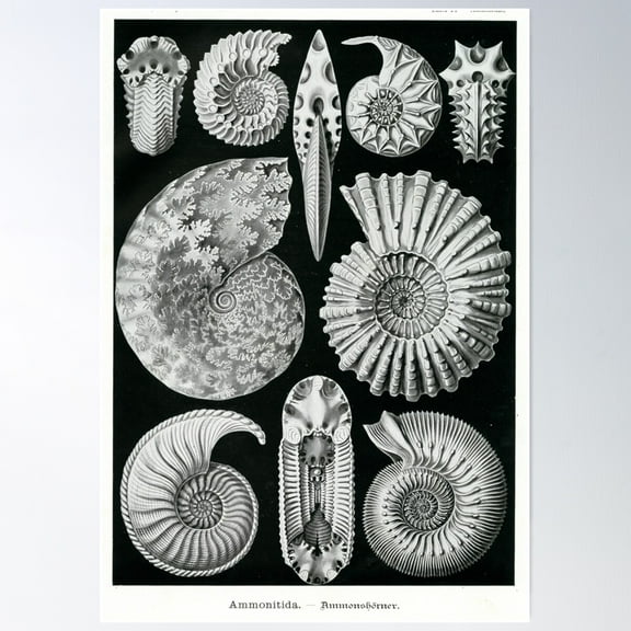 Ernst Haeckel Ammonite Fossil Drawings Poster, 8x12 UNFRAMED