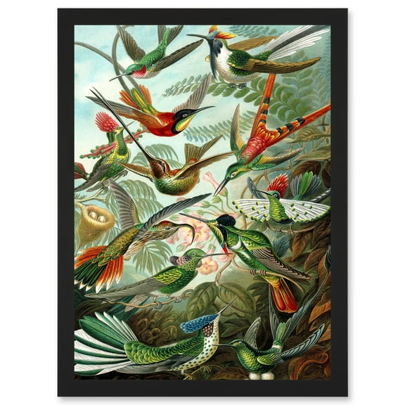 Ernst Haeckel Nature Art Biology Birds Hummingbird Vintage A4 Artwork Framed Wall Art Print