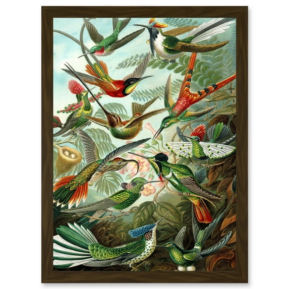 Ernst Haeckel Nature Art Biology Birds Hummingbird Vintage A4 Artwork Framed Wall Art Print