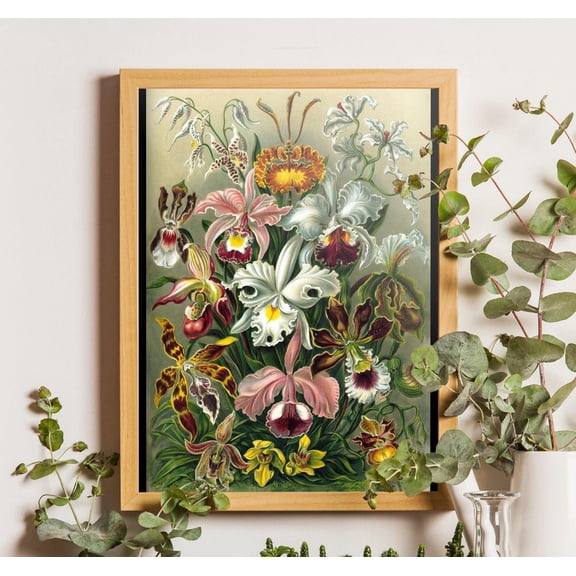 Ernst Haeckel Orchid Poster | Vintage Botanical Illustration, Unframed Poster Size 12x18