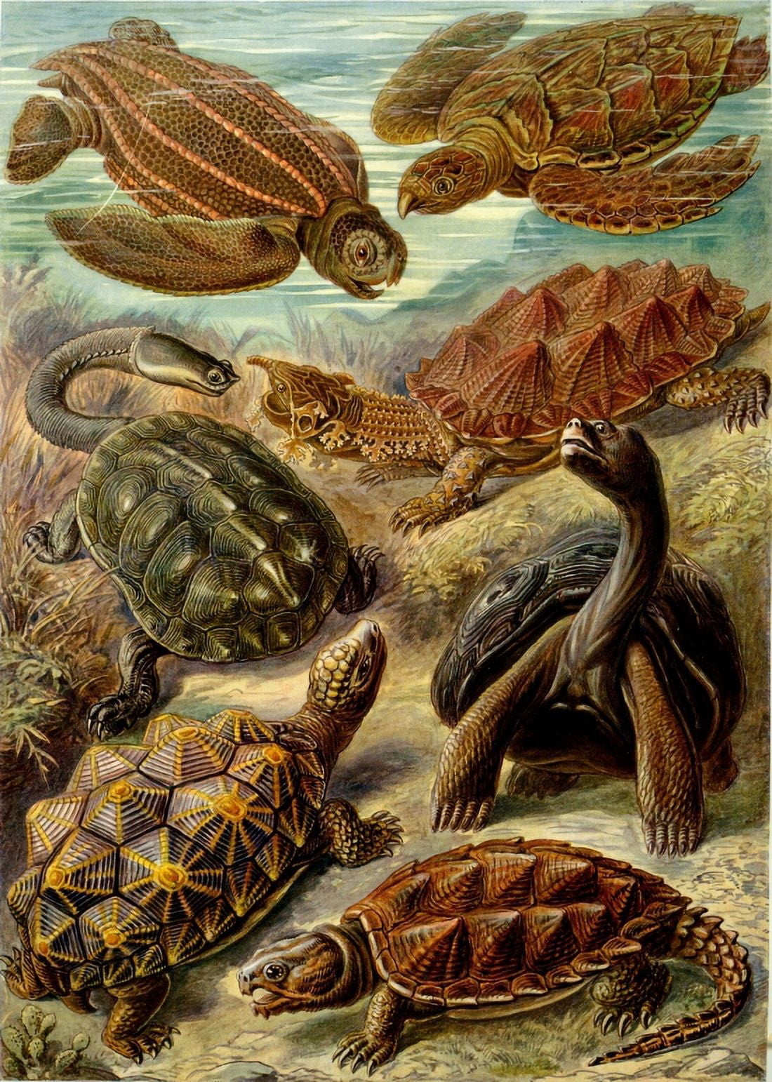 Ernst Haeckel - Organisms Classified as Chelonia (Turtles) Canvas Art - (18 x 24)