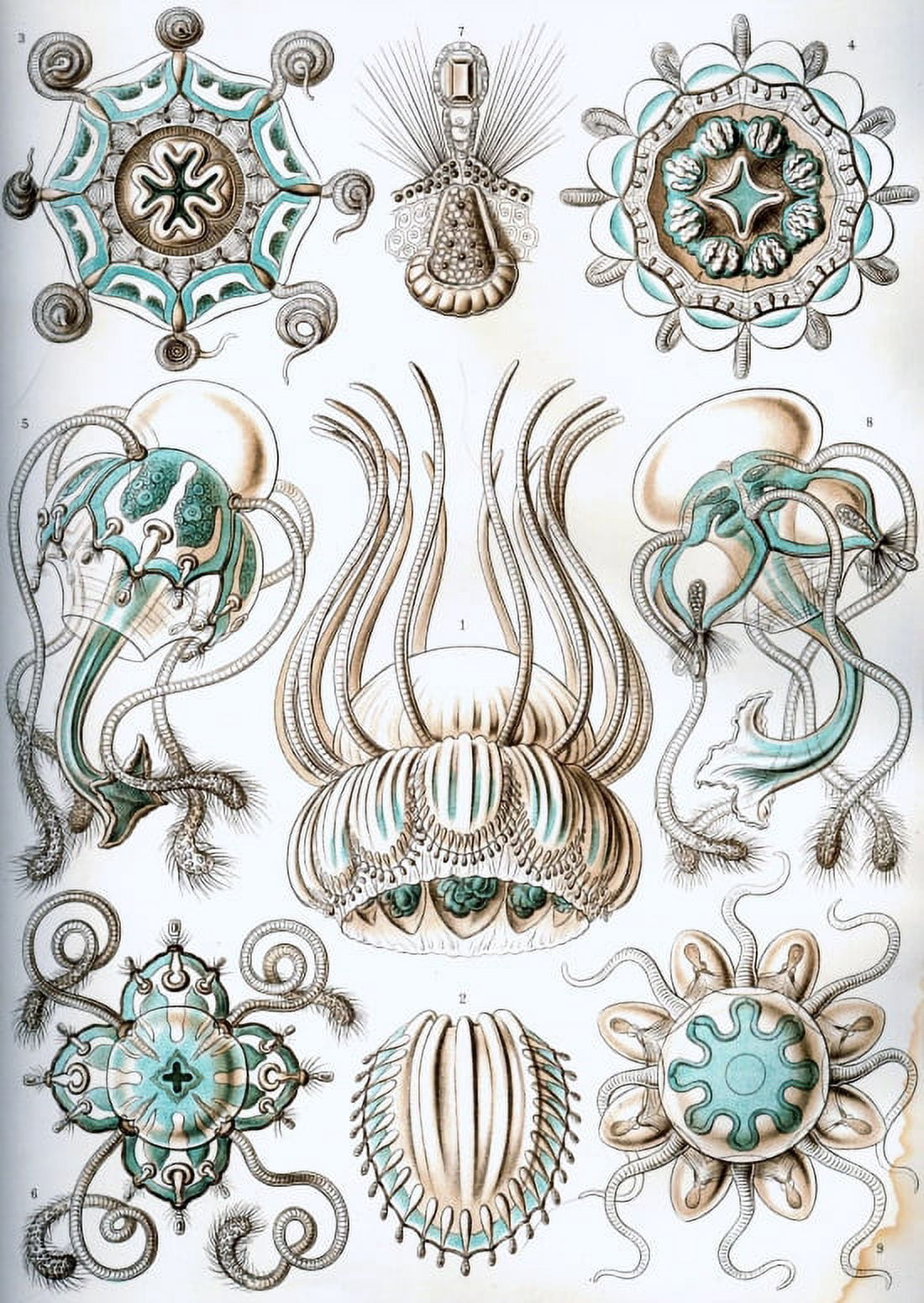 Ernst Haeckel - Organisms Classified as Narcomedusae Canvas Art -  (24 x 36)