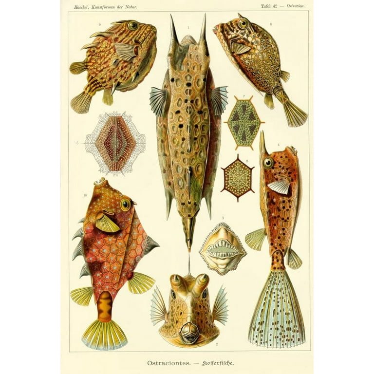 Ernst Haeckel - Organisms Classified as Ostraciontes (fish) Poster Print  (18 x 24) 