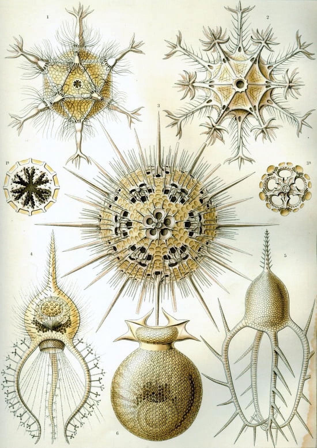Ernst Haeckel - Organisms Classified as Phaeodaria Canvas Art - (24 x 36)