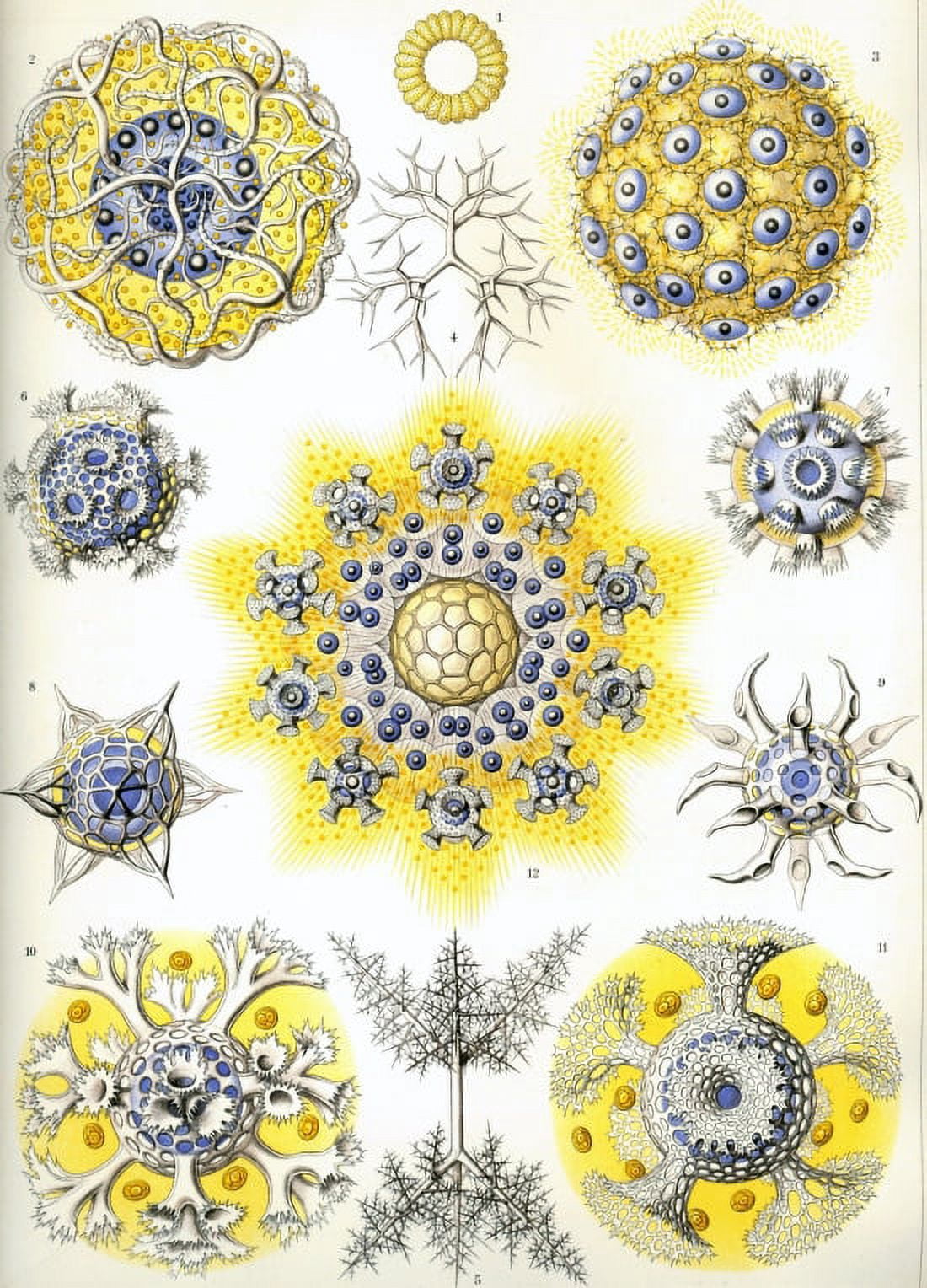 Ernst Haeckel - Organisms Classified as Polycyttaria Canvas Art - (18 x 24)
