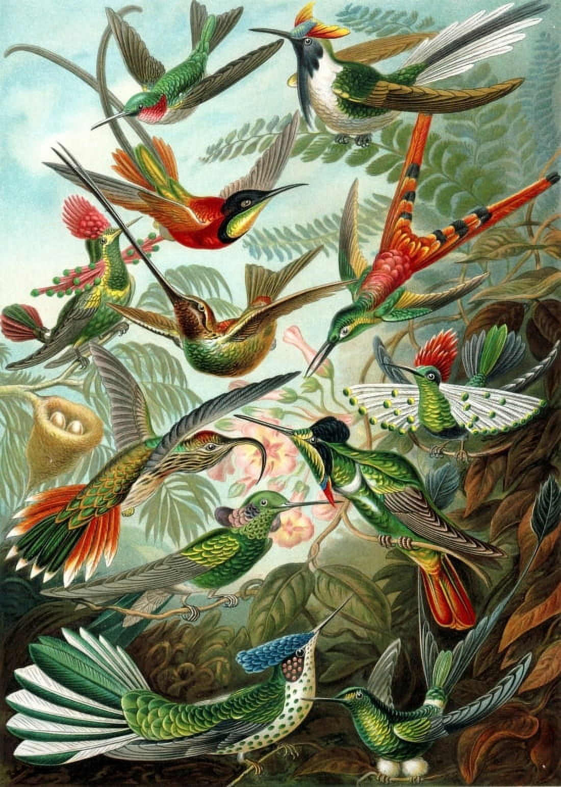 Ernst Haeckel - Organisms Classified as Trochilidae (Hummingbirds) Canvas Art - (24 x 36)