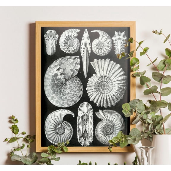 Ernst Haeckel Seashells , Ammonitida Oceanography Art Unframed Paper Print