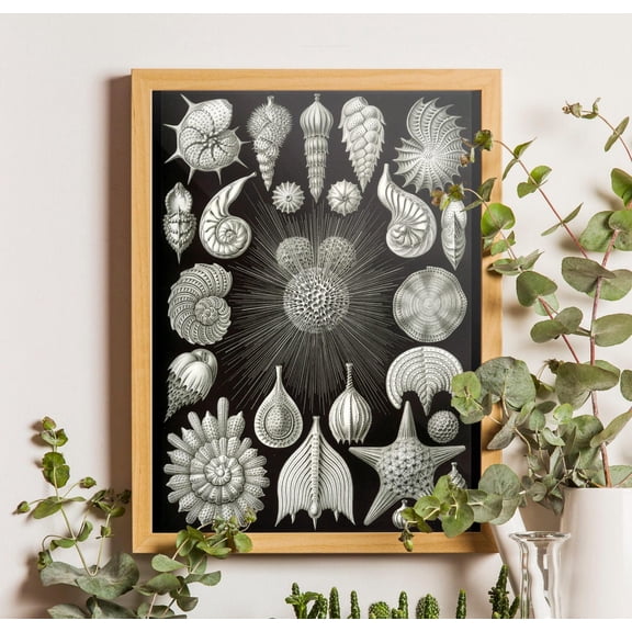 Ernst Haeckel Shells Poster, Nautilus Poster, Coastal Wall Art, Unframed Poster Size 8x12