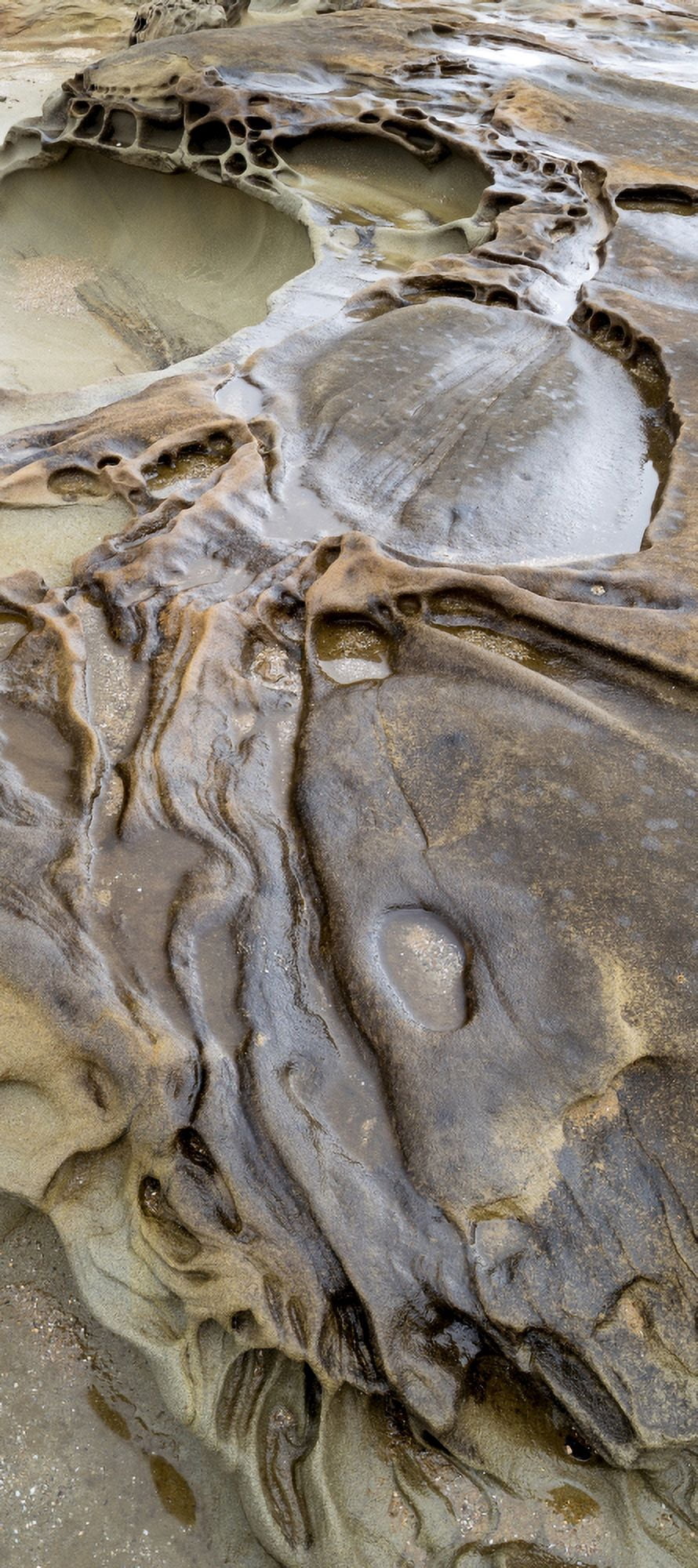 Eroded formations on the coastal cliffs at Shore Acres State Park Coos Bay Oregon USA Canvas Art - Panoramic Images (27 x 9)