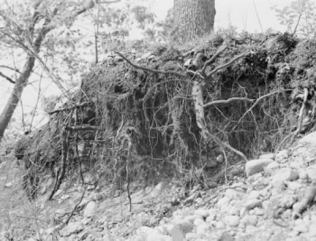 Erosion to tree roots Canvas Art -  (24 x 36)