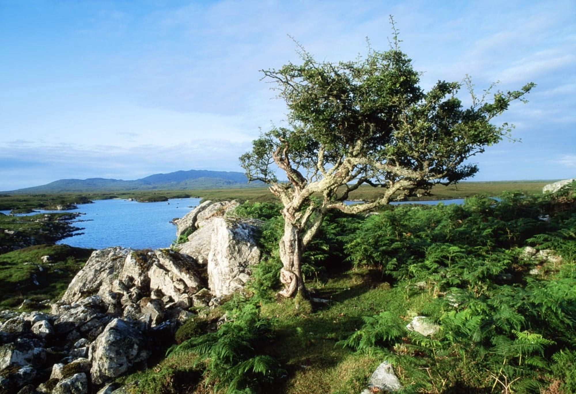 Errisbeg Mountain Co Galway Ireland Canvas Art - The Irish Image Collection Design Pics (36 x 24)