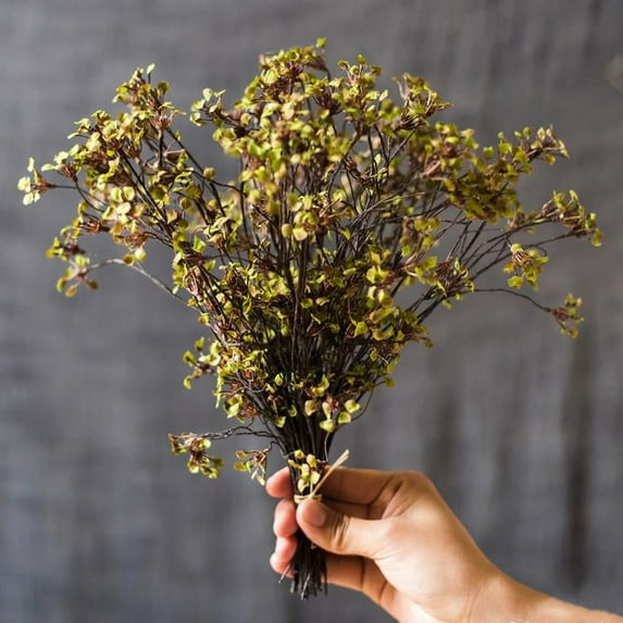 Erysimum Flower Plant Bundle 11" Tall