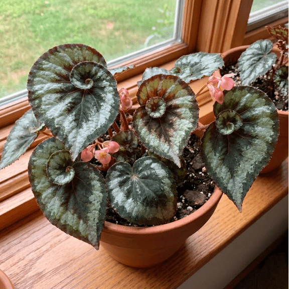 Escargot Begonia Plant Live for Planting, Starter Begonia Well Rooted, Colorful Foliage Plant, 4-8 Inch Tall, No Pot