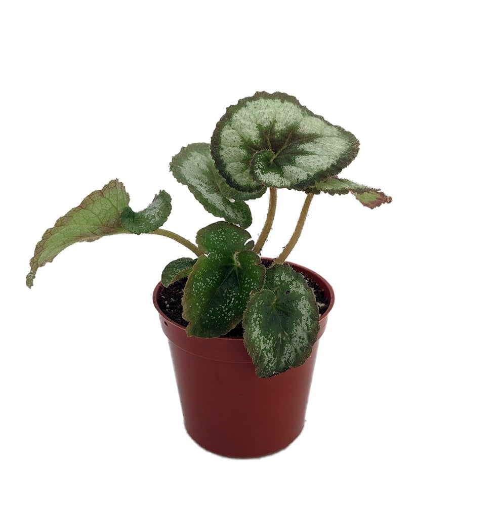 Escargot Rex Begonia Plant - 2.5" Pot - Great Houseplant