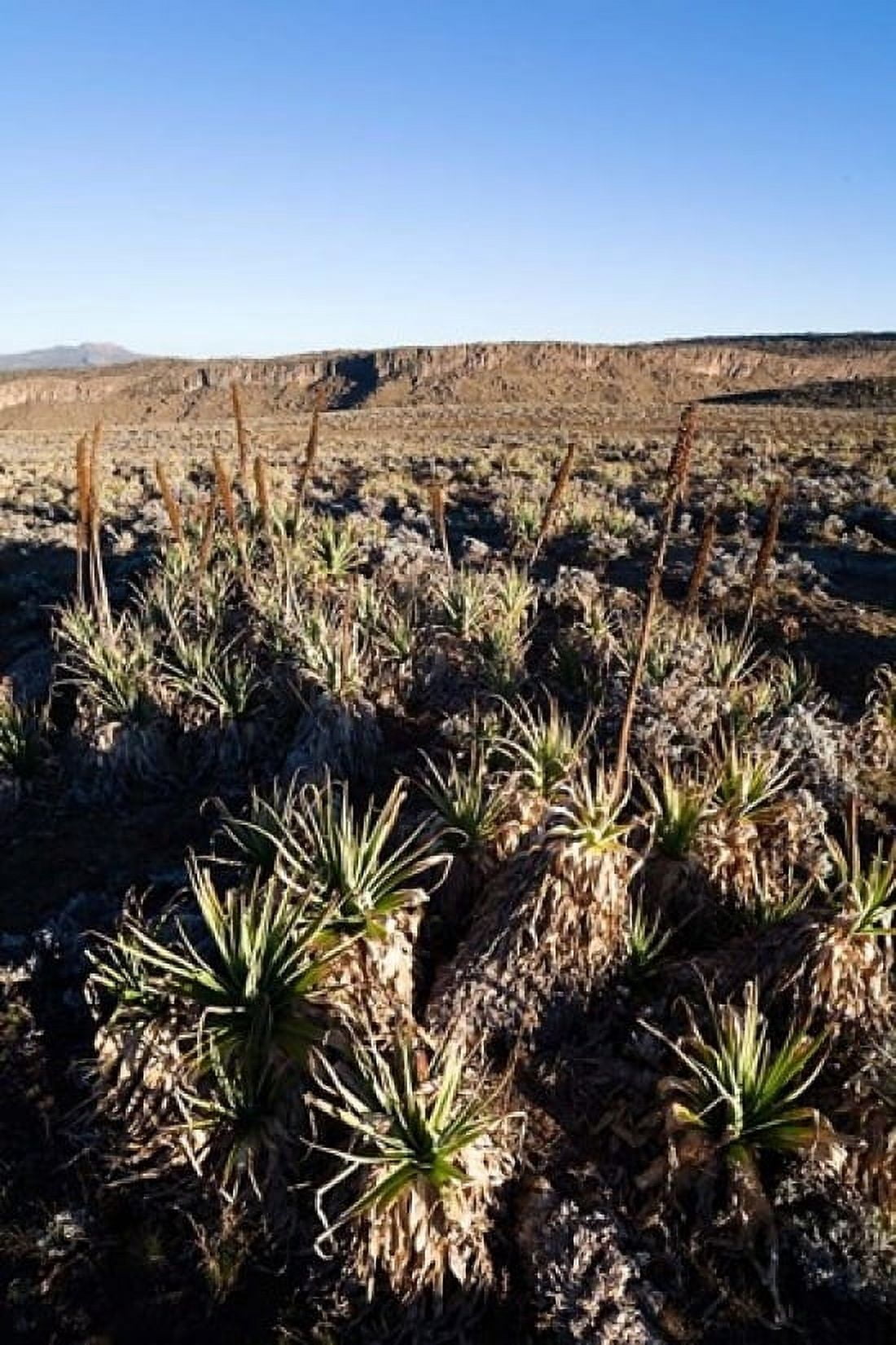 Escarpment of Sanetti Plateau red hot poker plants Bale Mountains Ethiopia Canvas Art - Martin Zwick DanitaDelimont (18 x 24)