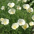 thumbnail image 1 of Eschscholzia Drought Tolerant White California Poppy Flower Seed - 1 LB, 1 of 3