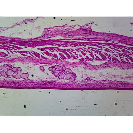 Esophagus Epithelium; Cross Section by Go Science Crazy