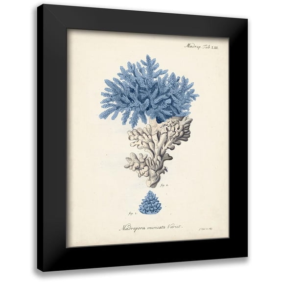 Esper, Johann 12x14 Black Modern Framed Museum Art Print Titled - Antique Coral in Navy III