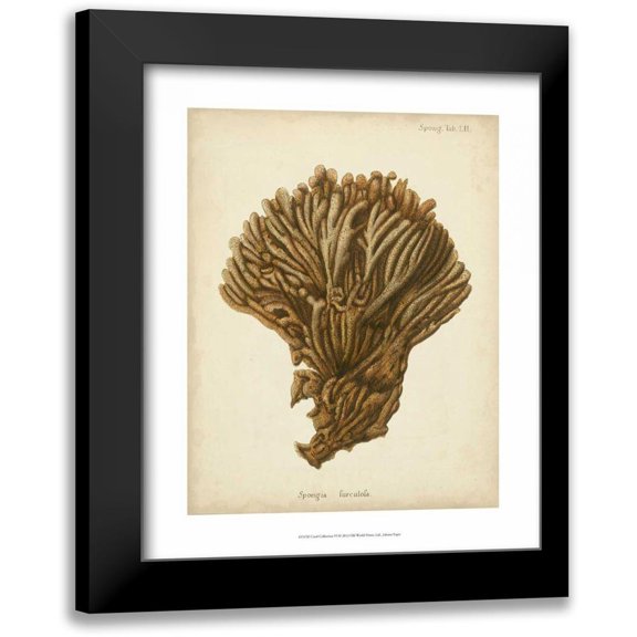 Esper, Johann 12x14 Black Modern Framed Museum Art Print Titled - Coral Collection VI