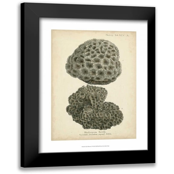 Esper, Johann 12x14 Black Modern Framed Museum Art Print Titled - Coral Collection V