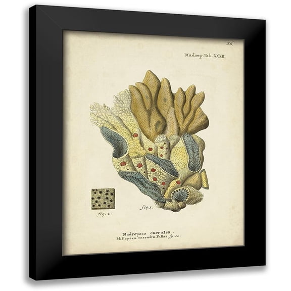 Esper, Johann 12x14 Black Modern Framed Museum Art Print Titled - Ecru Coral III
