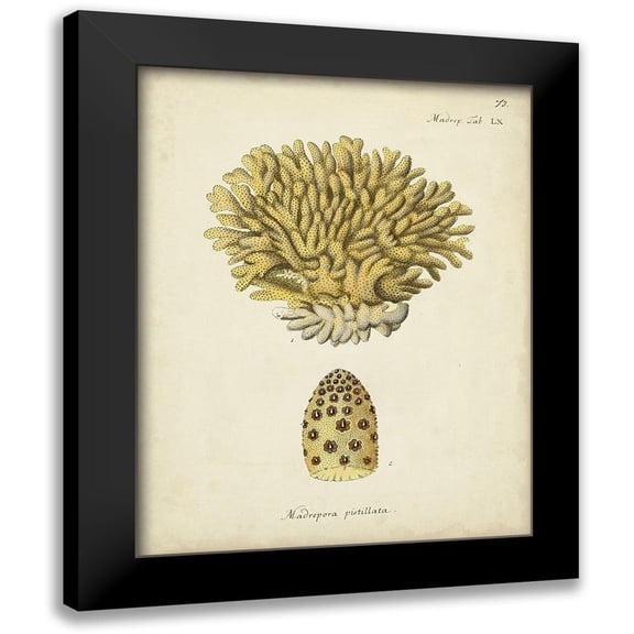 Esper, Johann 12x14 Black Modern Framed Museum Art Print Titled - Ecru Coral VIII