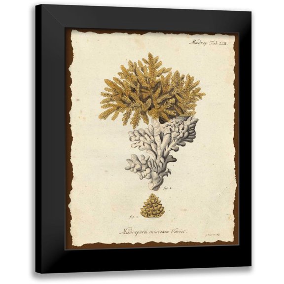 Esper, Johann 12x14 Black Modern Framed Museum Art Print Titled - Natura Coral III
