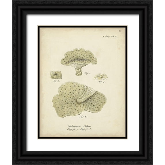 Esper, Johann 12x14 Black Ornate Wood Framed with Double Matting Museum Art Print Titled - Ecru Coral I