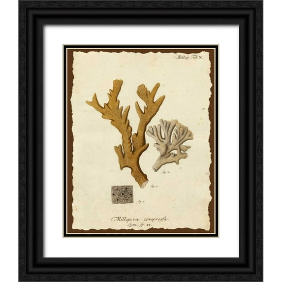 Esper, Johann 12x14 Black Ornate Wood Framed with Double Matting Museum Art Print Titled - Natura Coral I