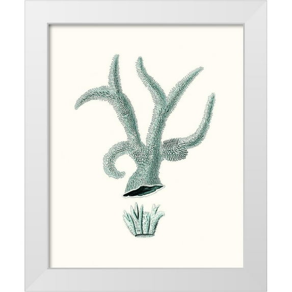Esper, Johann 12x14 White Modern Wood Framed Museum Art Print Titled - Antique Coastal Coral XII