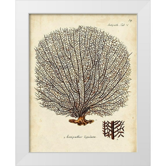 Esper, Johann 12x14 White Modern Wood Framed Museum Art Print Titled - Esper Sea Fans I